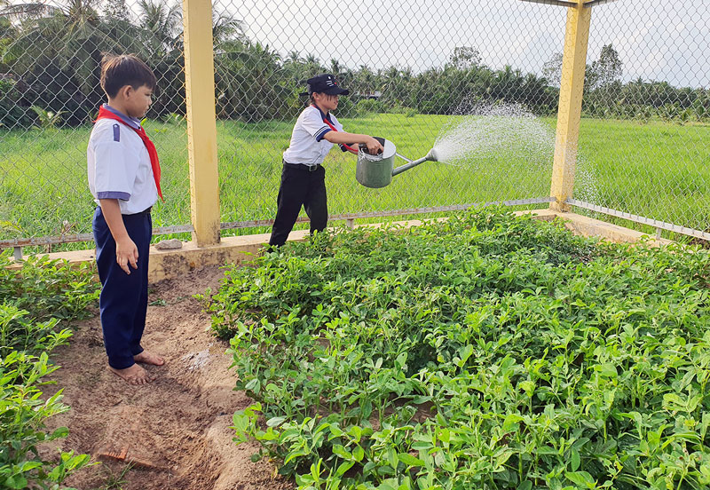 Học sinh Trường THCS An Phú Trung (Ba Tri) tưới ruộng đậu phộng sau giờ học.