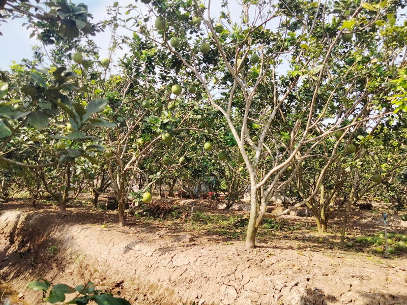 Mô hình vườn “Xanh - sạch - đẹp” là một trong những tiêu chuẩn quan trọng trong phát triển kinh tế của ấp. 