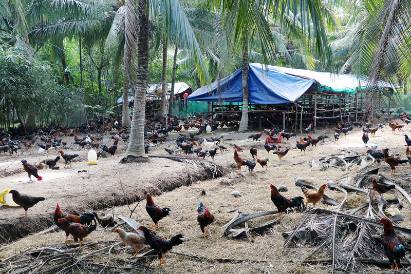 Chăn nuôi gia súc, gia cầm phải di dời khỏi khu vực thành thị và khu dân cư.