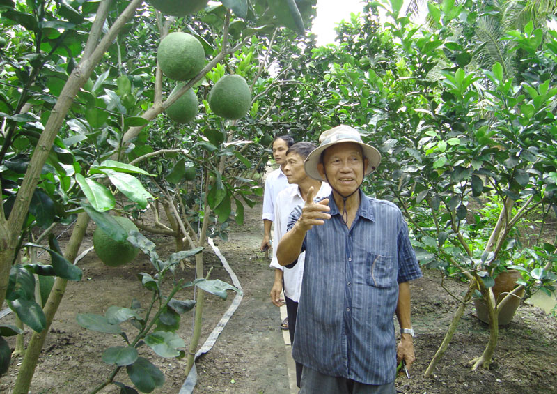 “Ông Hai Nghĩa” - người xóm giềng tốt bụng Khi về hưu, “ông Hai Nghĩa” như một nông dân thực thụ, trồng nhiều loại cây trái để biếu tặng bà con hàng xóm. Ảnh: Q. Hùng