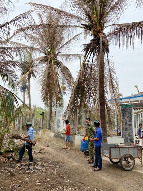 Nông dân Bình Phú xử lý dừa bị sâu đầu đen gây hại.