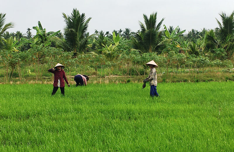 Nông dân “xé rào” xuống giống. Ảnh: Thành Châu