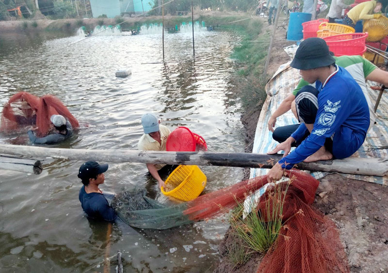 Thu hoạch tôm biển.