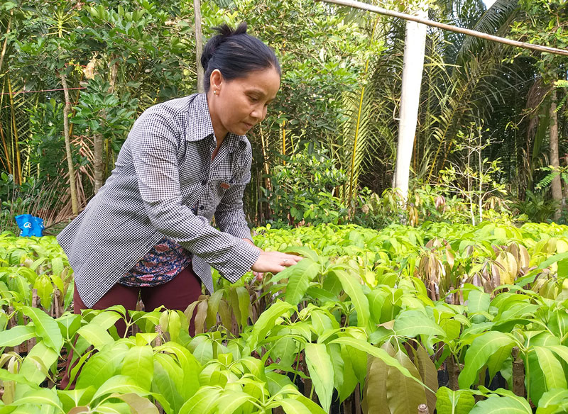 Nghề làm cây giống ở huyện Chợ Lách. Ảnh: H. Linh