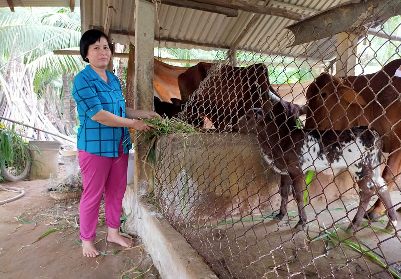 Chị Trương Thị Kiệm tiếp tục vay tiền để mở rộng mô hình chăn nuôi.