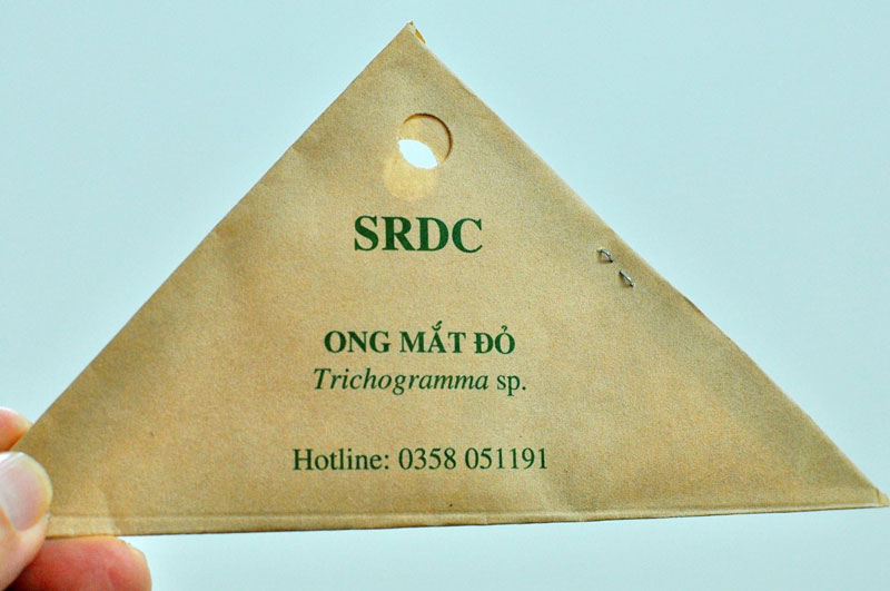 SRDC nhân nuôi ong mắt đỏ.