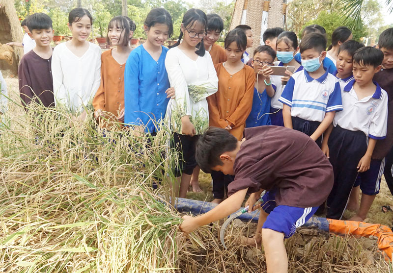 Các em học sinh trải nghiệm gặt lúa.