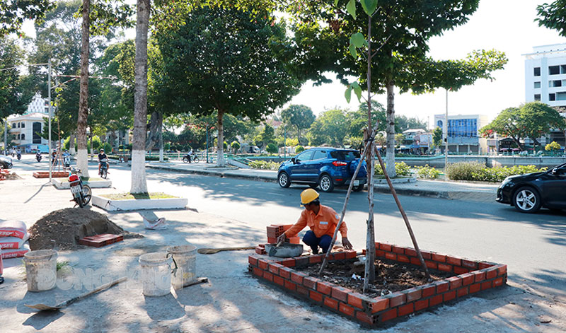 TP. Bến Tre đốn hạ hơn 30 cây phượng đầu mùa mưa Trồng cây dầu thay thế cây phượng đã bị đốn hạ trên đường Lê Quí Đôn. Ảnh: T. Thảo