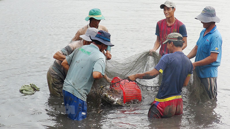 Thu hoạch tôm càng xanh.