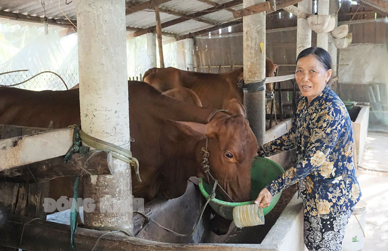 Chị Trần Thị Kết chăm sóc đàn bò.