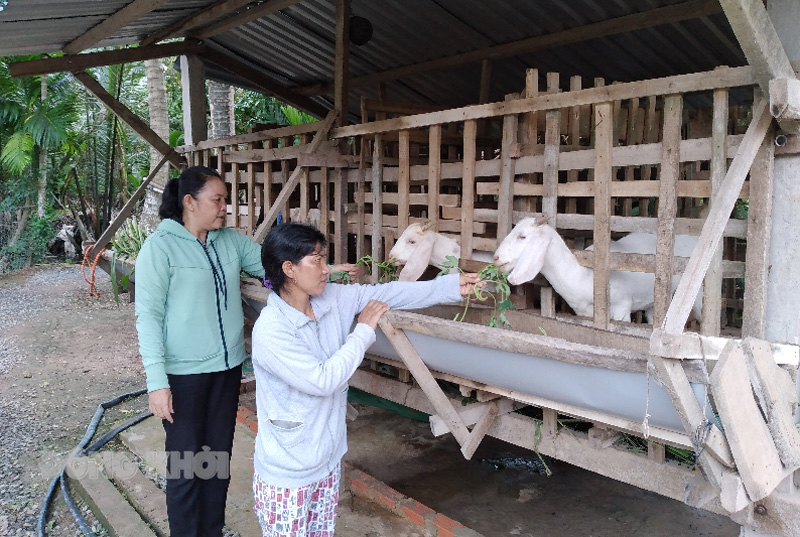 Mô hình sinh kế tại hộ chị Ka Hoàn (dân tộc H. Mông), ấp Song Phú, xã Phú Đức.