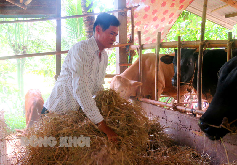 Ông Trần Xuân Hoàng chăm sóc đàn bò - nguồn kinh tế gia đình.
