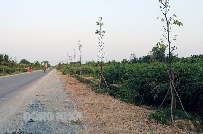 Hỗ trợ cây xanh trong xây dựng nông thôn mới Tập trung trồng cây xanh trên các tuyến đường mới.