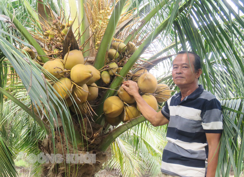 Ông Nguyễn Minh Dũng bên cây dừa xiêm đỏ Mã Lai.