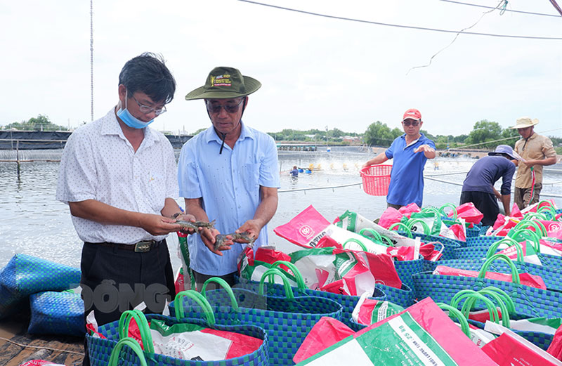 Chủ tịch UBND huyện Đào Công Thương tham quan mô hình nuôi tôm của ông Lê văn Sấm, xã Thạnh Hải. Ảnh: Minh Mừng