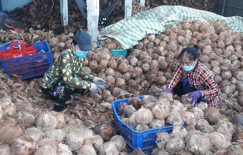 Hợp tác xã Nông nghiệp xã Thới Thạnh, huyện Thạnh Phú hoạt động ổn định.