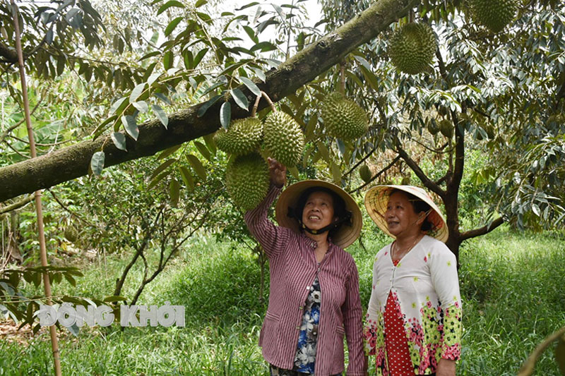 Cô Cao Thị Chiên (bìa trái) bên vườn sầu riêng.