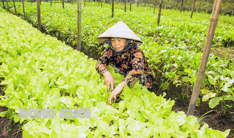 Bà Nguyễn Thị Bé ở ấp An Vĩnh 1, xã Đa Phước Hội đang chăm sóc rau xà lách trong nhà lưới.