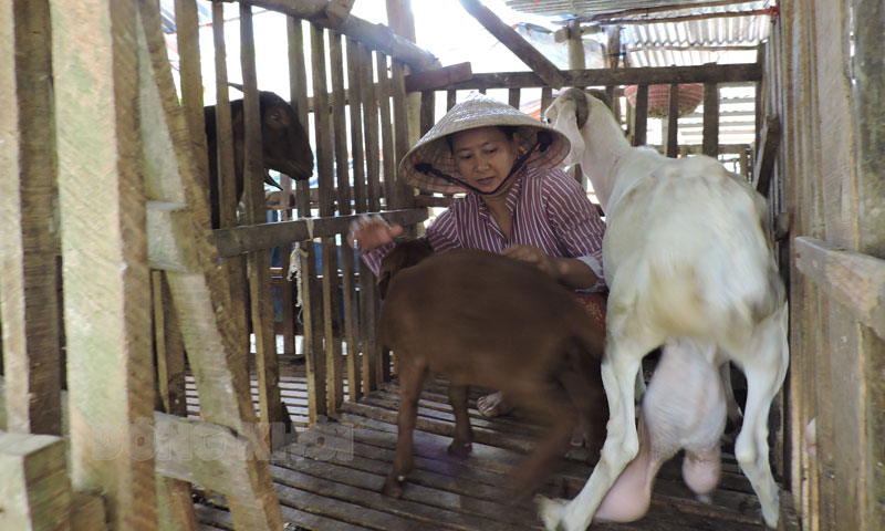 Tham gia Đề án sinh kế, đến nay Châu Thành có 973/1.059 hộ thoát nghèo. Ảnh: Phạm Tuyết