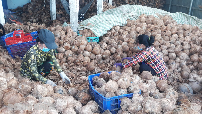 Dừa khô nguyên liệu sắp vào vụ thu hoạch.