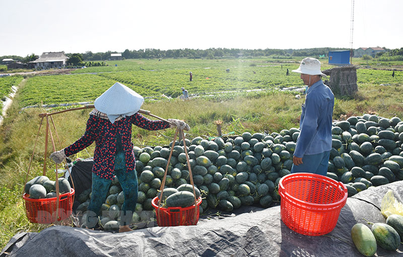 Thu hoạch dưa hấu.