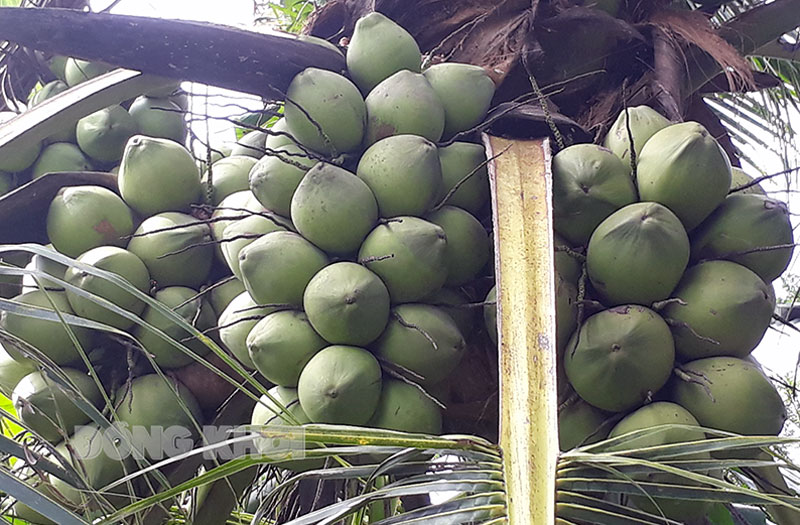 Phần lớn diện tích dừa trên địa bàn tỉnh đang vào mùa thu hoạch. Ảnh: Ng. Diễm