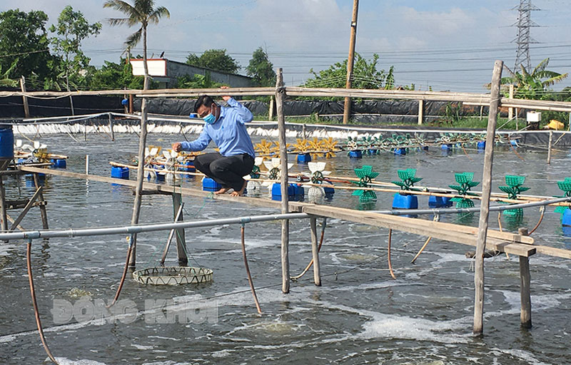 Nuôi tôm công nghệ cao ở xã Thạnh Hải, huyện Thạnh Phú. Ảnh: Hoàng Trung