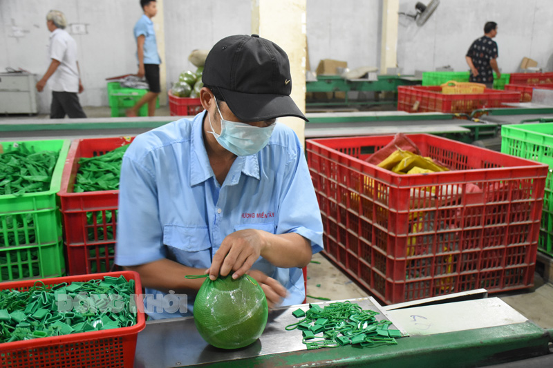 Doanh nghiệp chuẩn bị “3 tại chỗ” trong tình hình mới DN tiêu thụ nông sản thực hiện quy định “3 tại chỗ” trong đợt giãn cách thứ 3.