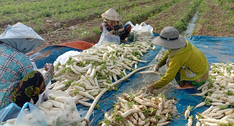 Hỗ trợ nông dân tiêu thụ rau, củ. Ảnh: Cẩm Trúc