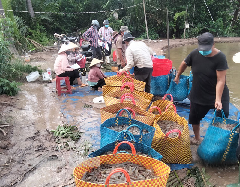 Tổ khai thác tôm của xã Bình Thới hỗ trợ bà con thu hoạch tôm biển.