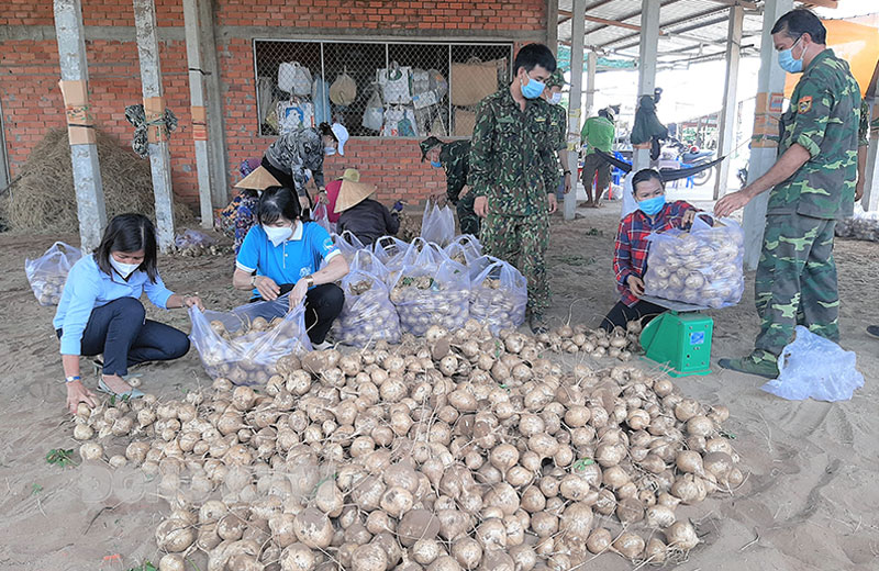 Hội Liên hiệp Phụ nữ tỉnh hỗ trợ nông dân Thạnh Phú tiêu thụ sắn Các lực lượng cùng hỗ trợ nông dân thu hoạch sắn. Ảnh: Văn Minh