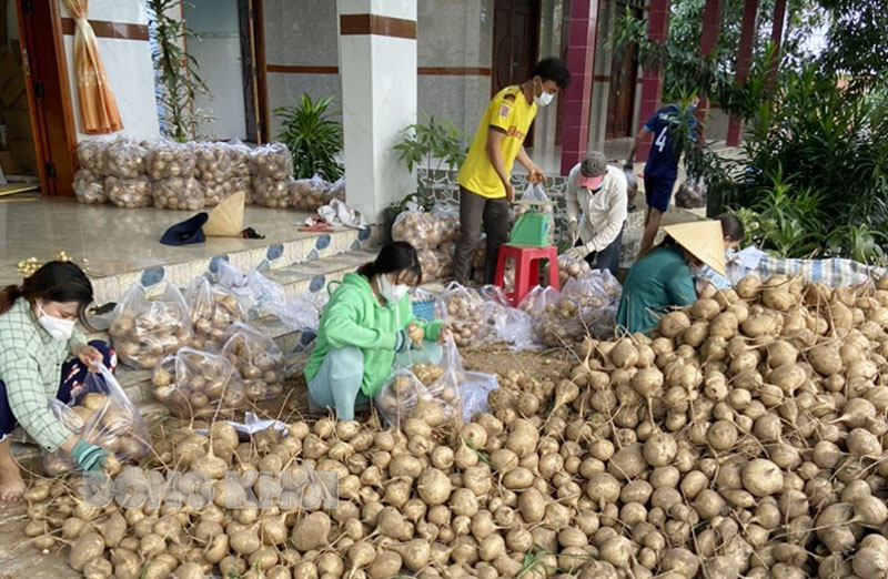 Phụ nữ thu hoạch củ sắn tại xã Thạnh Hải, huyện Thạnh Phú.