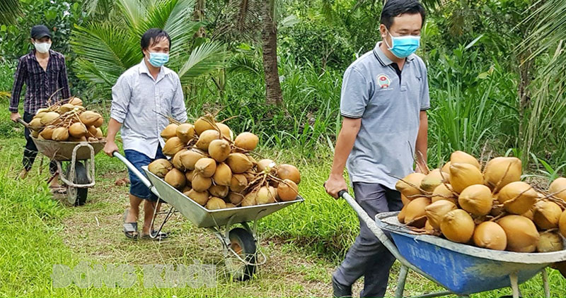 Hội Nông dân huyện Châu Thành hỗ trợ thu hoạch, tiêu thụ dừa trái.