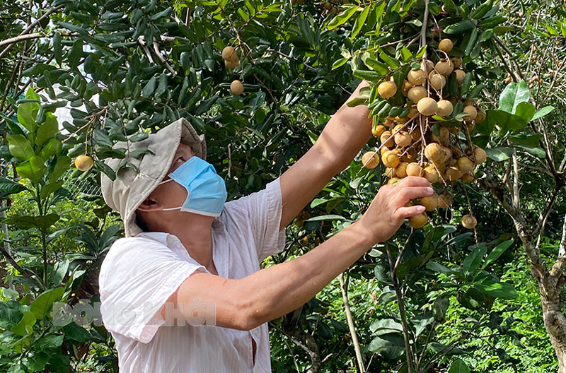 Hỗ trợ tiêu thụ nhãn xuồng huyện Châu Thành trong tình hình dịch Covid-19.