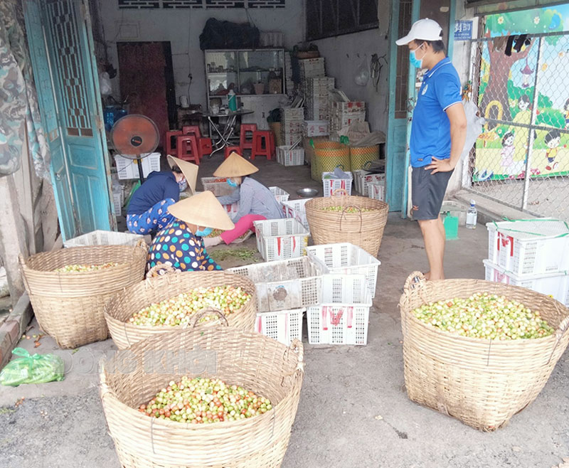 Bình Phú tập trung kết nối và tiêu thụ hàng nông sản Kết nối và tiêu thụ thành công hơn 100 tấn sơ ri cho bà con trên địa bàn xã.