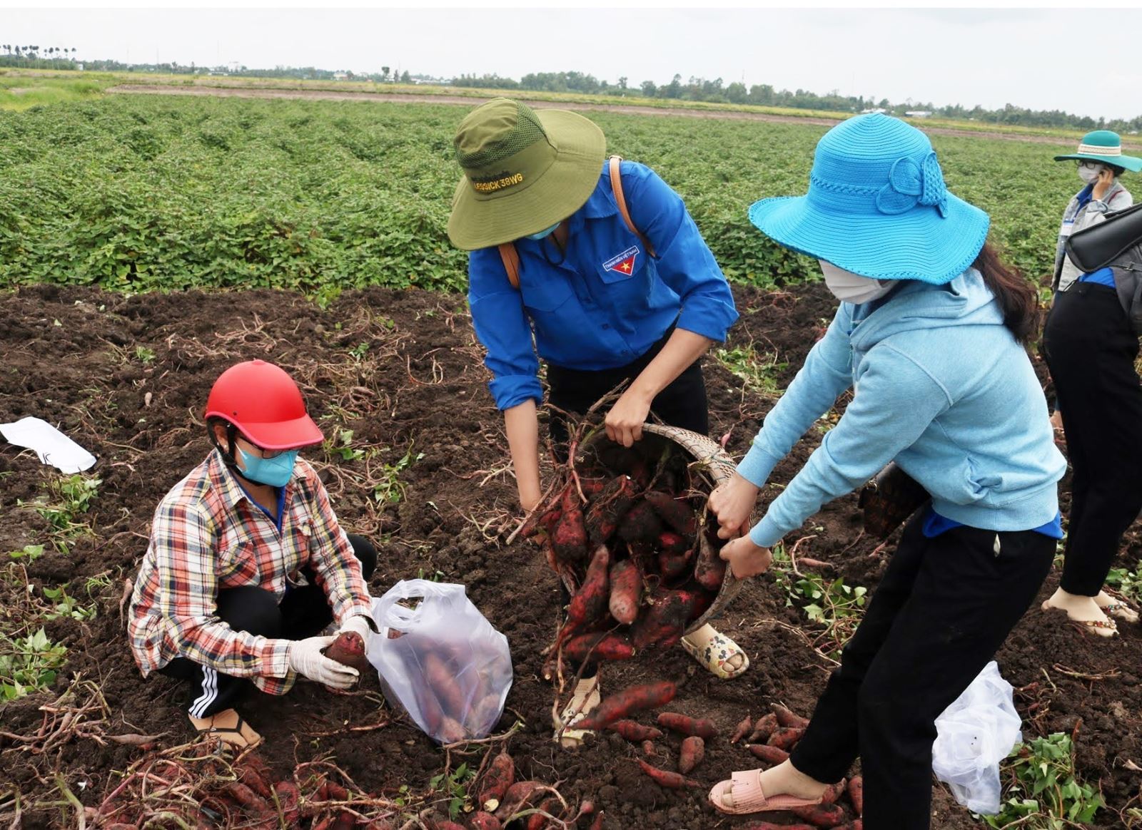 Đoàn viên, thanh niên hỗ trợ tiêu thụ nông sản tận vườn cho người dân tại xã Thạnh Hưng, huyện Giồng Riềng (Kiên Giang). Ảnh: TTXVN