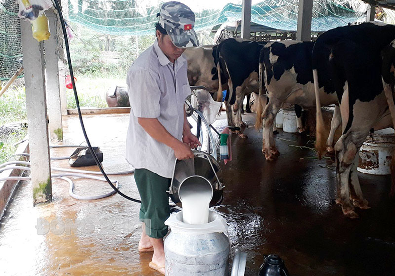 Tuyên truyền nâng cao nhận thức về kinh tế tập thể Hợp tác xã Bò sữa Ba Tri. Ảnh: C Trúc