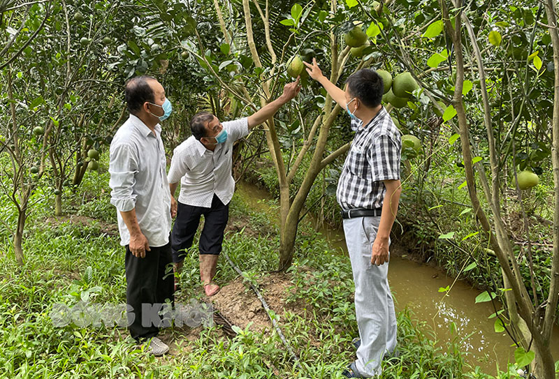 Mô hình trồng xen cam sành và bưởi da xanh.