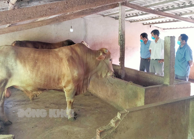 Hội Nông dân huyện Giồng Trôm khảo sát các mô hình nông dân sản xuất giỏi cấp huyện và tỉnh.