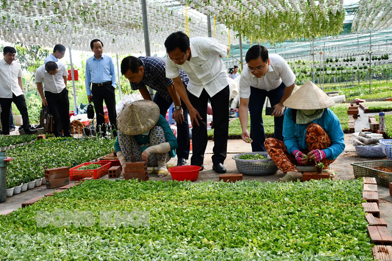 Nghề làm hoa kiểng đang phát triển ở xã Vĩnh Thành (Chợ Lách). Ảnh tư liệu