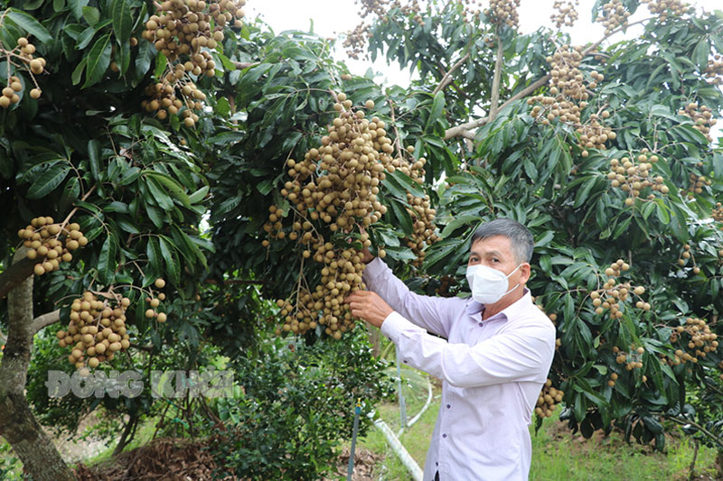 Giá phân bón tăng cao ảnh hưởng lớn đến lợi nhuận vườn nhãn Ido của ông Nguyễn Hữu Thanh (xã Long Hòa, huyện Bình Đại).