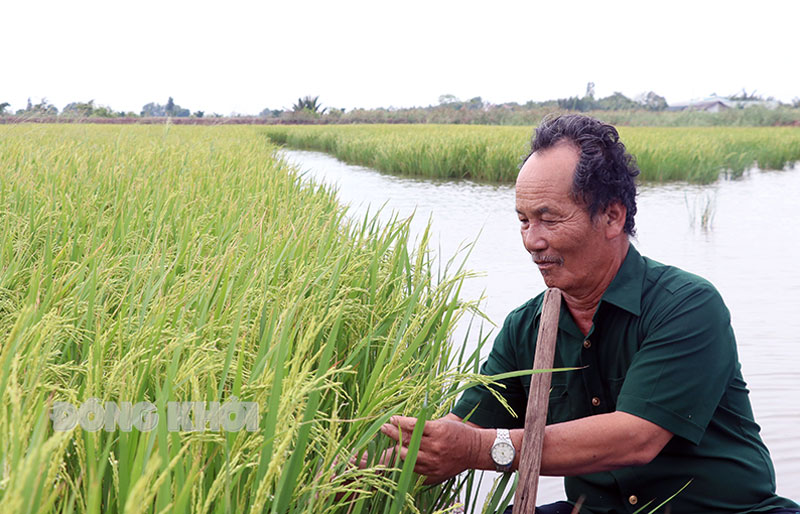 Nông dân Phan Văn Chí thăm ruộng lúa đang trổ đòng.