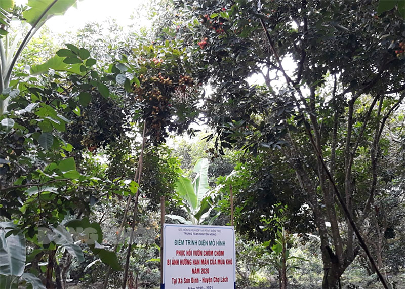 Vườn chôm chôm của anh Hồ Văn Lai.