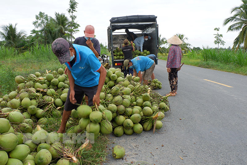 Thu mua, vận chuyển dừa tại xã Phong Nẫm, huyện Giồng Trôm. Ảnh: Ngọc Thạch