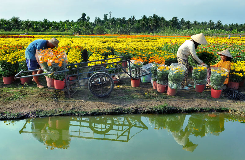 Cung ứng cho thị trường Tết Tân Sửu 2021 khoảng 12,5 triệu sản phẩm hoa, kiểng các loại. Ảnh: Nguyễn Hải