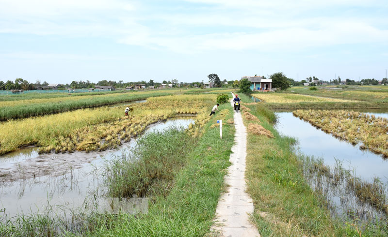 Mô hình tôm - lúa tại huyện Thạnh Phú.