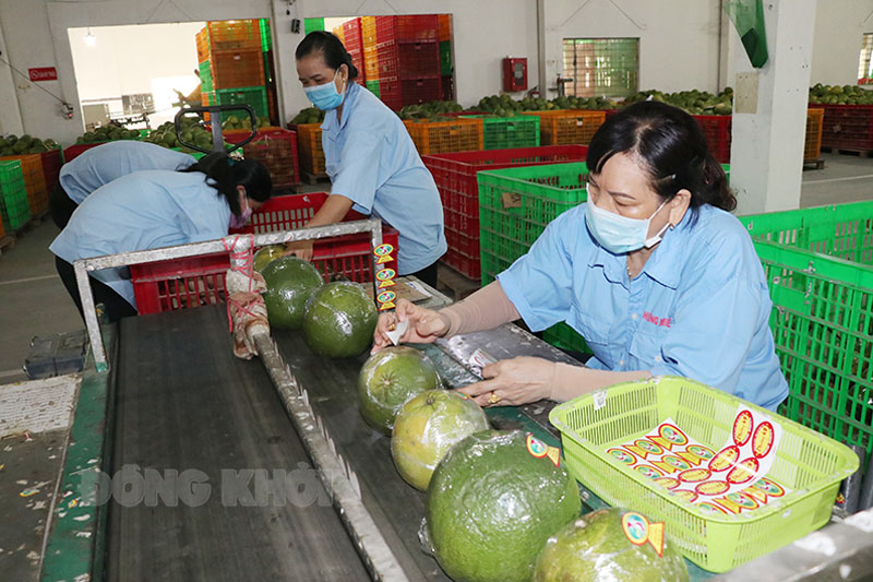 Công nhân đang dán tem truy xuất nguồn gốc sản phẩm bưởi da xanh tại doanh nghiệp Hương Miền Tây. Ảnh: Huỳnh Phúc