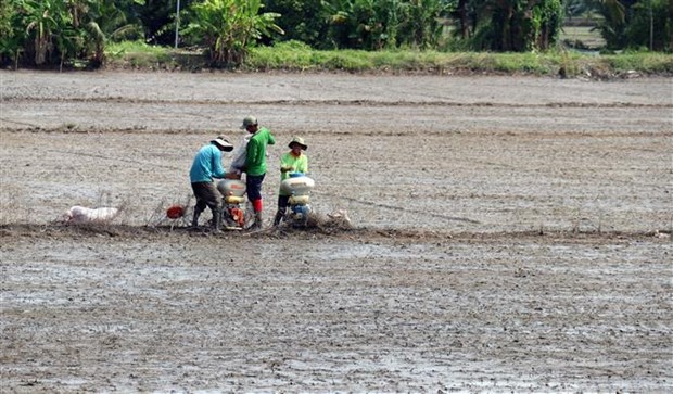 Nông dân xã Giục Tượng, huyện Châu Thành (Kiên Giang) gieo sạ vụ lúa Đông Xuân 2021-2022. Ảnh: Lê Huy Hải/TTXVN