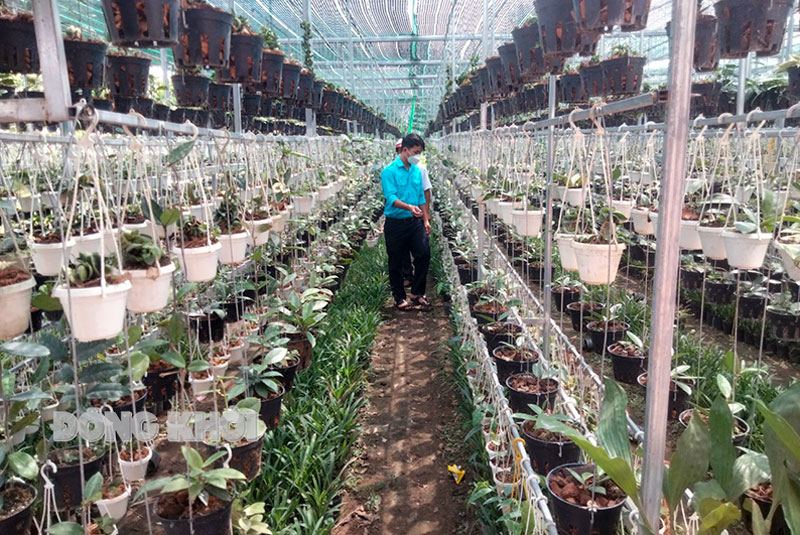 Mô hình khởi nghiệp do đoàn viên, thanh niên ấp Phụng Đức B thực hiện.