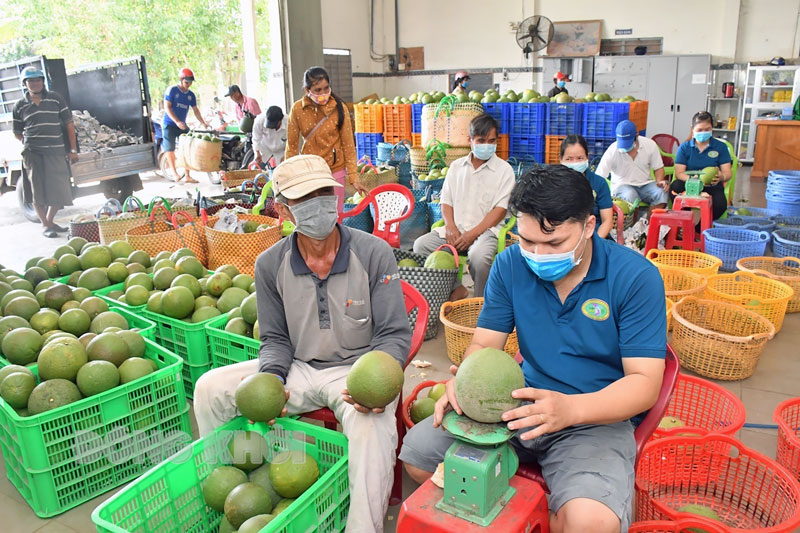 Tuyển chọn, đóng gói bưởi da xanh xuất khẩu tại Cơ sở Hương Miền Tây.